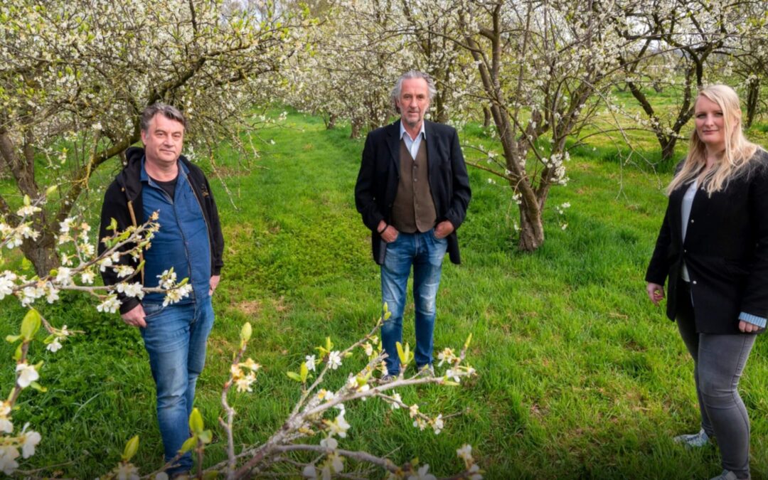 Pruimenboomgaard in Driel gered van kaalslag: ‘Ik was op slag verliefd’